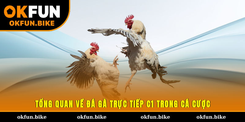 Tổng quan về đá gà trực tiếp C1 trong cá cược